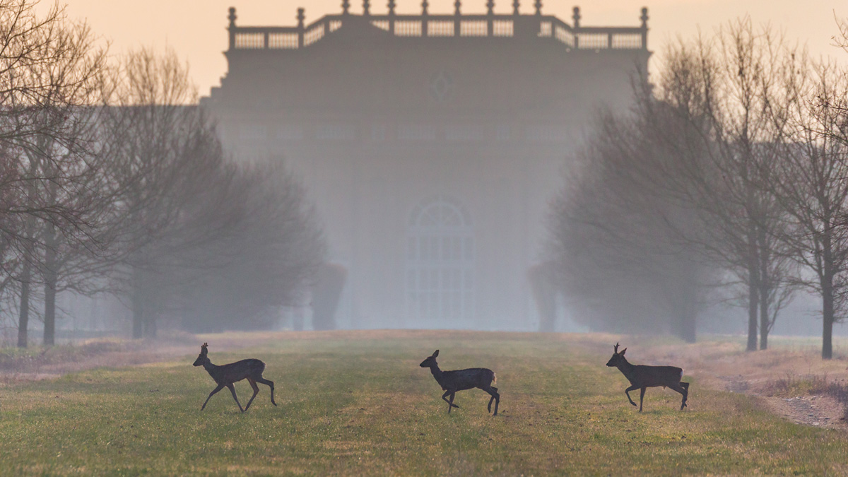 Caprioli all'alba nei Giardini della Reggia