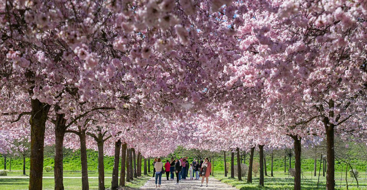 Fioritura dei ciliegi nei Giardini della Reggia di Venaria - Foto di Daniele Baldi